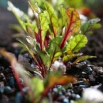Beetroot Plants - Image credit to Simon Howden